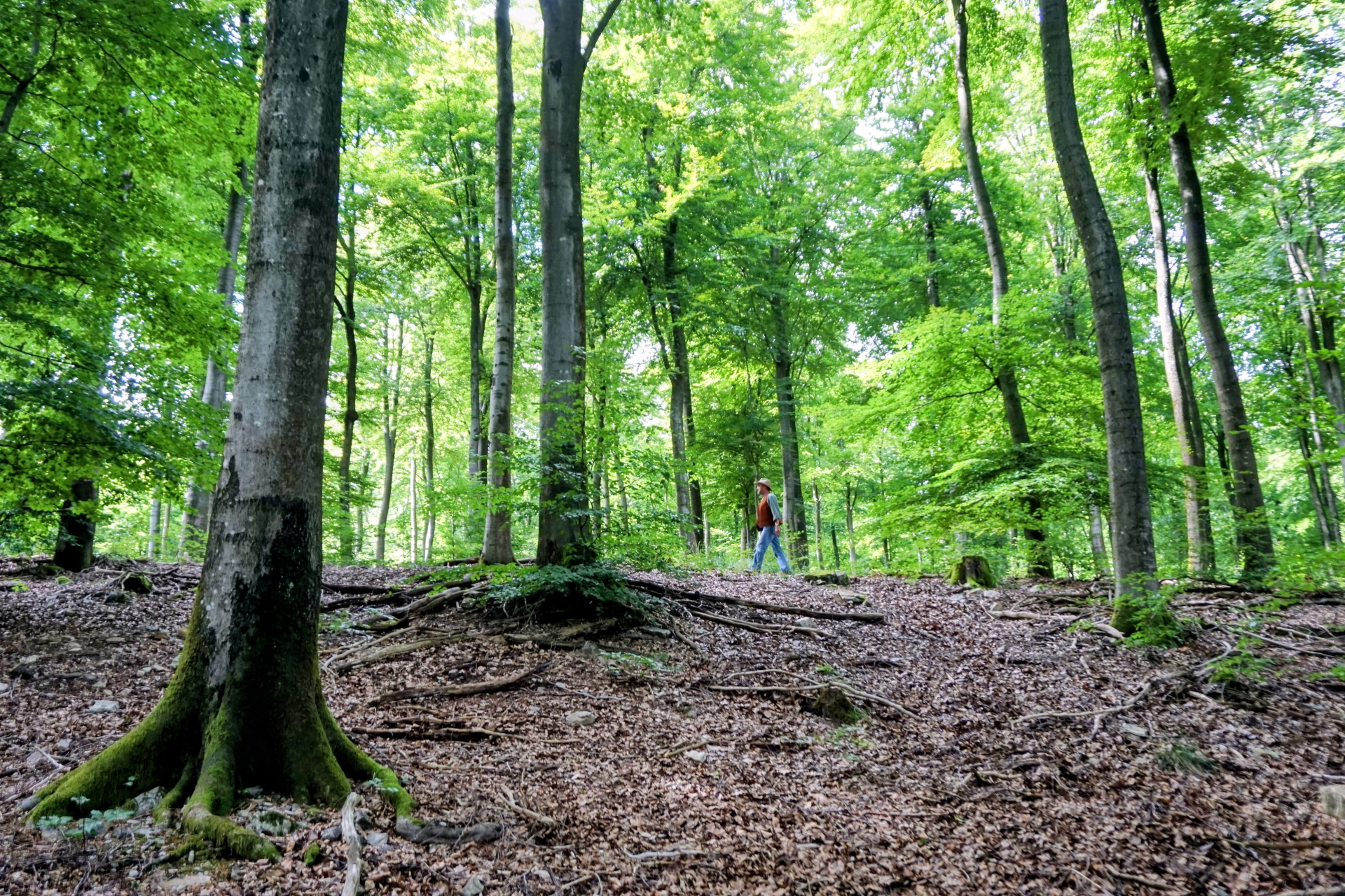Jean Sebastien Larro - Naturvermittler im Wald