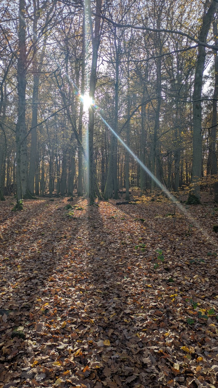 Sonnenstrahlen durch Buchen im Bingerwald - das letzte Herbstleuchten