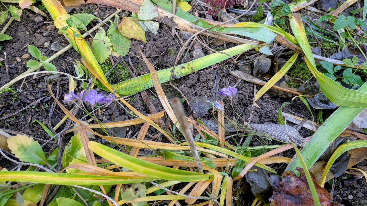 Glockenblumen im November
