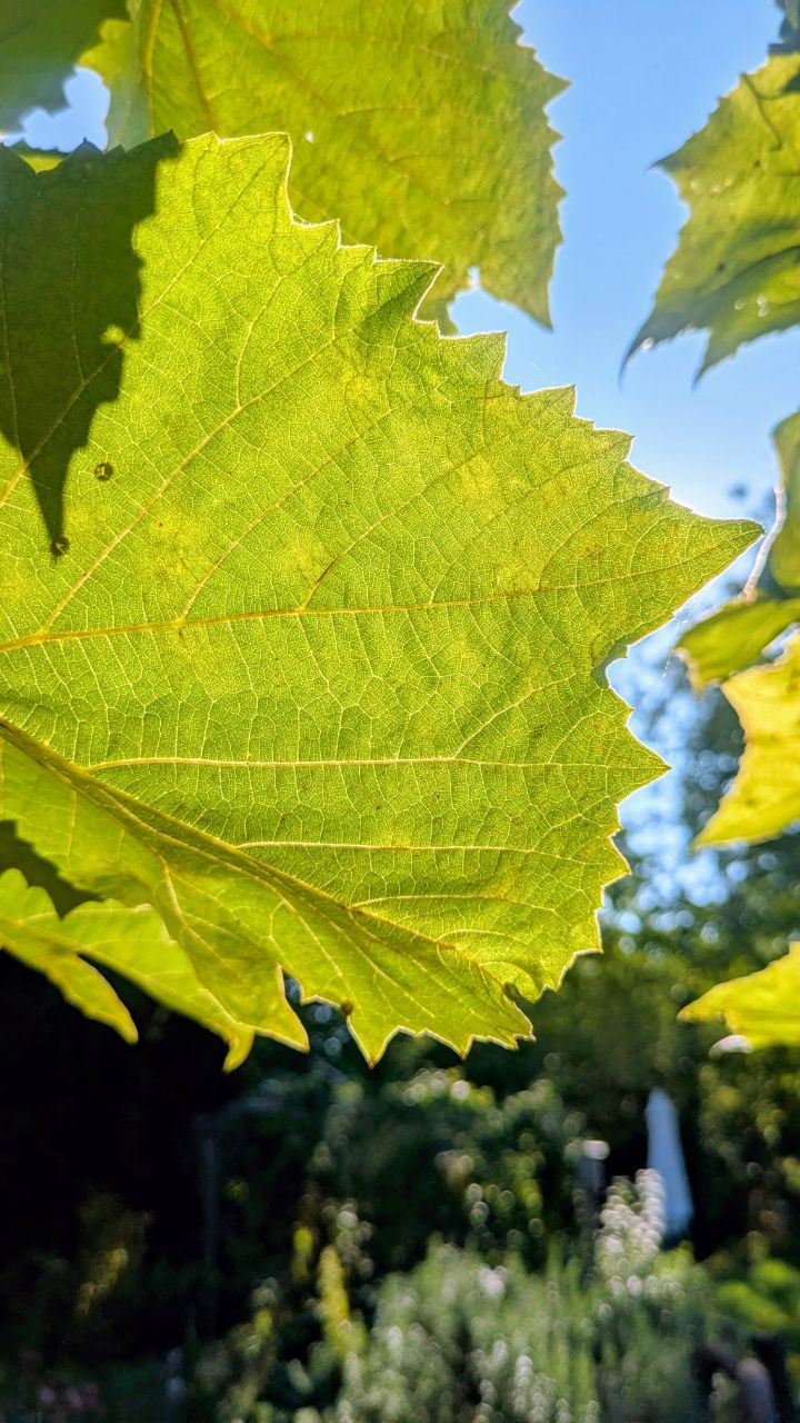 Herbstliches Weinblatt im Gegenlicht
