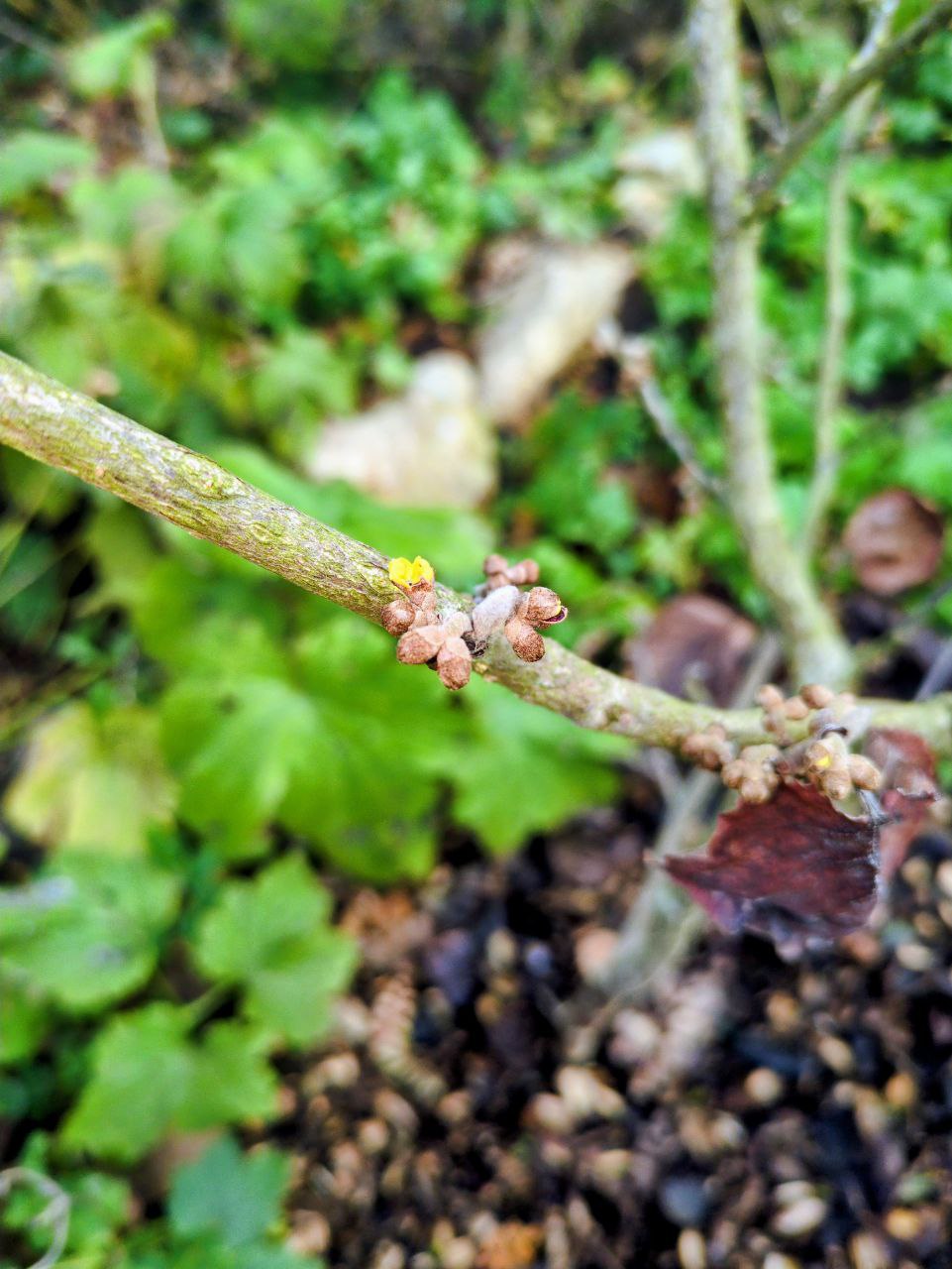Zaubernuss-Knospen im November