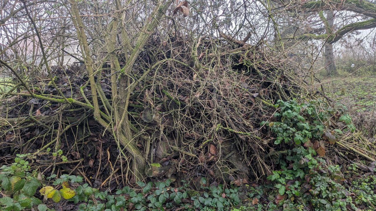 Totholzhaufen im Dezember